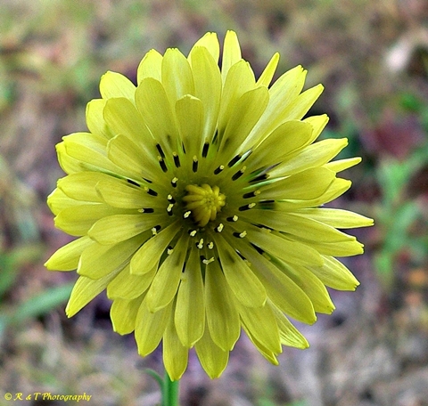 {Pyrrhopappus carolinianus}